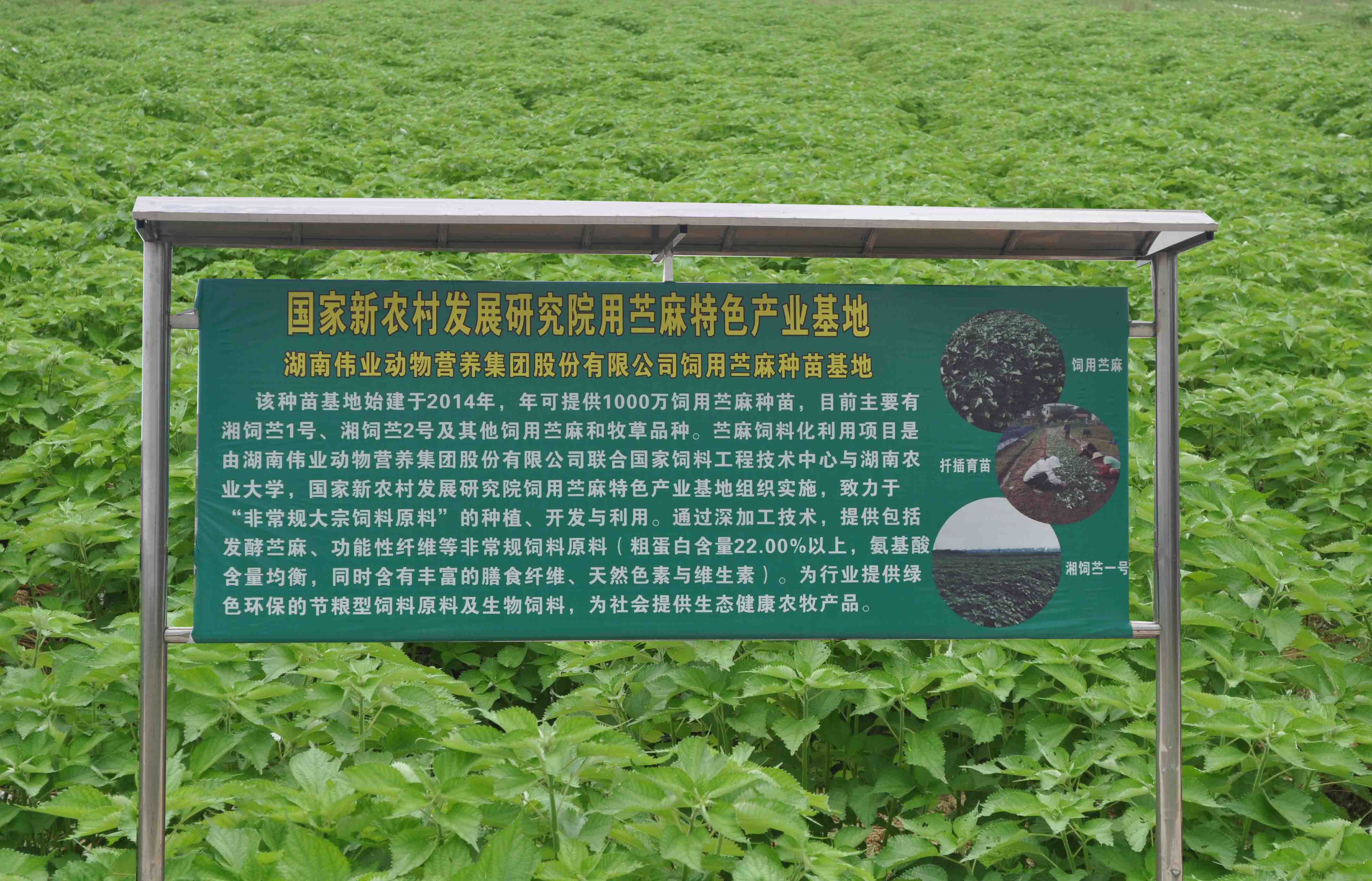 湖南偉業動物營養集團股份有限公司,湖南動物營養,斷奶特供,粒粒乳,營養奶片,濃縮人工乳