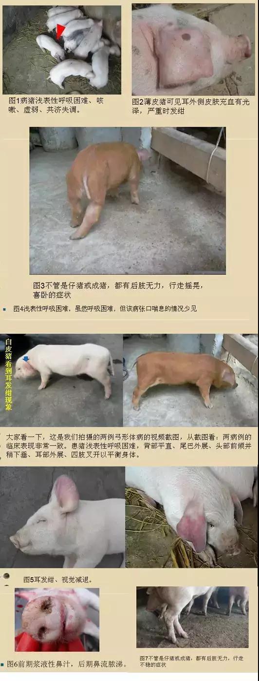 湖南偉業集團,偉業動物,豬場管理,非常規飼料原料開發,飼料