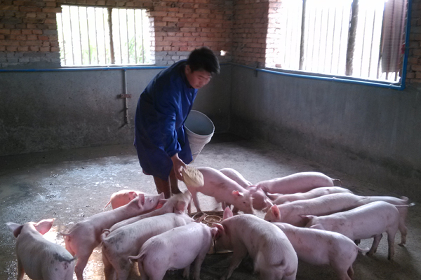 湖南偉業集團,偉業動物,豬場管理,非常規飼料原料開發,飼料