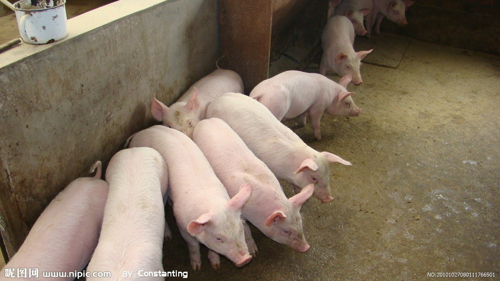 湖南偉業集團,偉業動物,豬場管理,非常規飼料原料開發,飼料