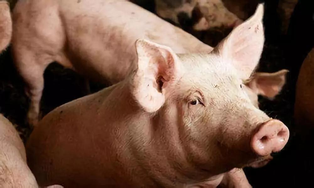 湖南偉業集團,偉業動物,豬場管理,非常規飼料原料開發,飼料