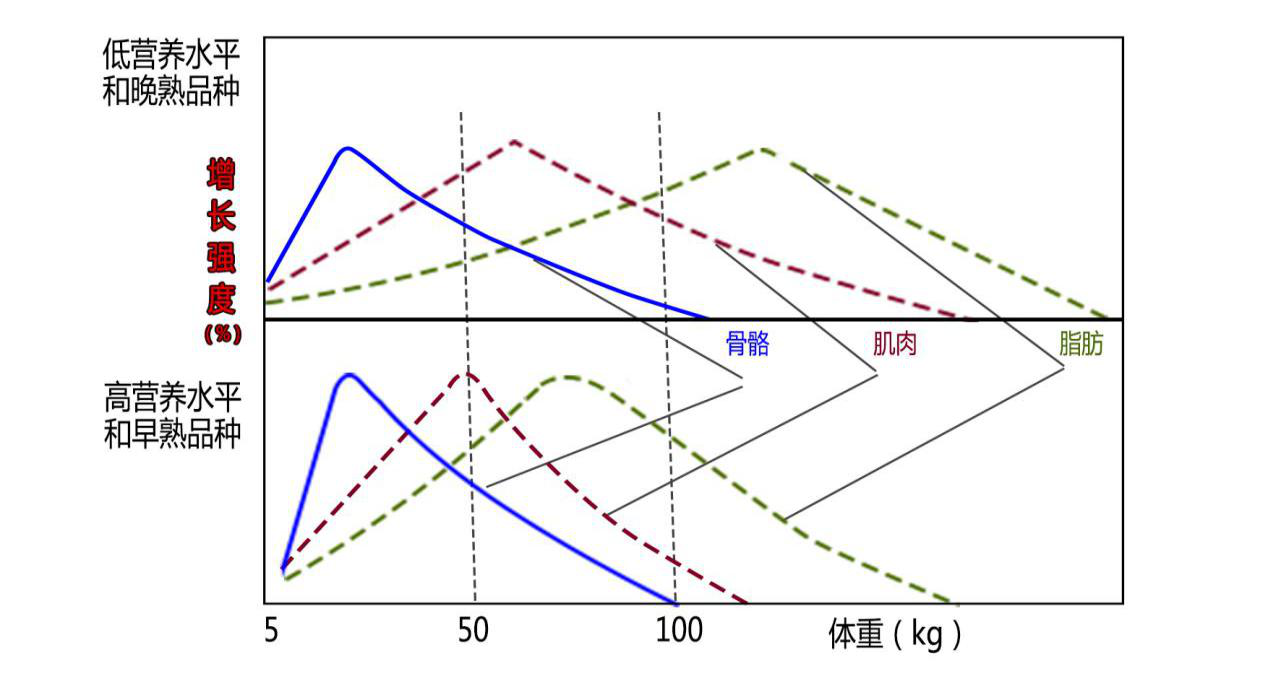 湖南偉業集團,偉業動物,豬場管理,非常規飼料原料開發,飼料